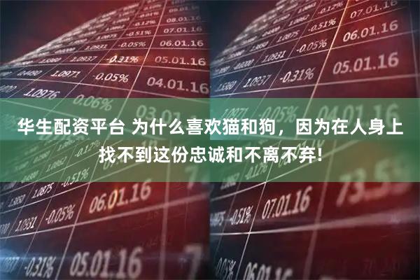 华生配资平台 为什么喜欢猫和狗，因为在人身上找不到这份忠诚和不离不弃!
