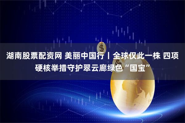 湖南股票配资网 美丽中国行丨全球仅此一株 四项硬核举措守护翠云廊绿色“国宝”